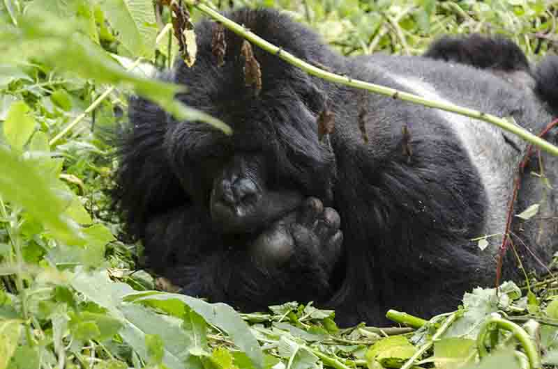 15 - Gorila - selva de Virunga - parque nacional de los volcanes - Ruanda